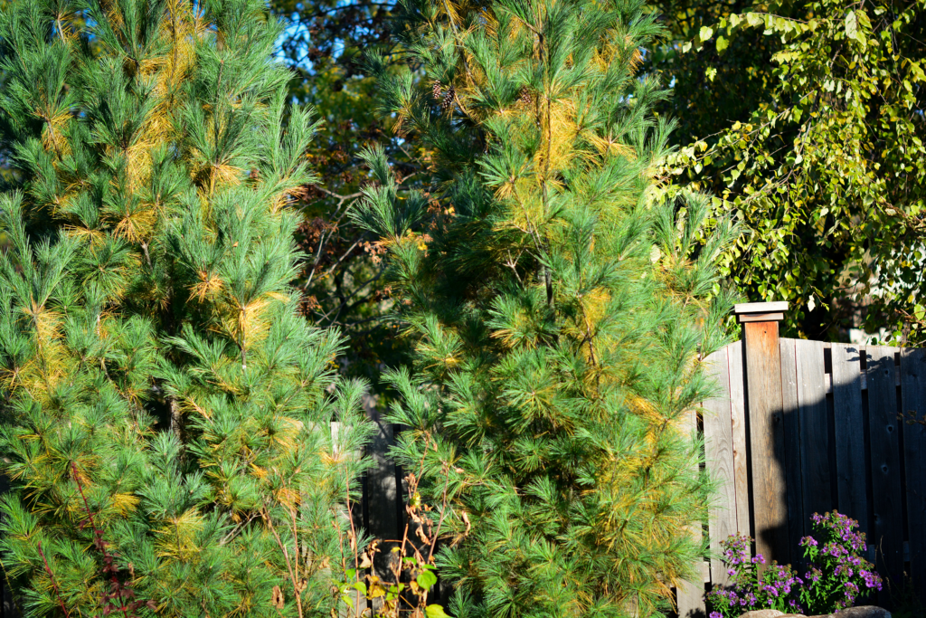 Stop Pine Needles Falling Off Tree at Martha Larson blog