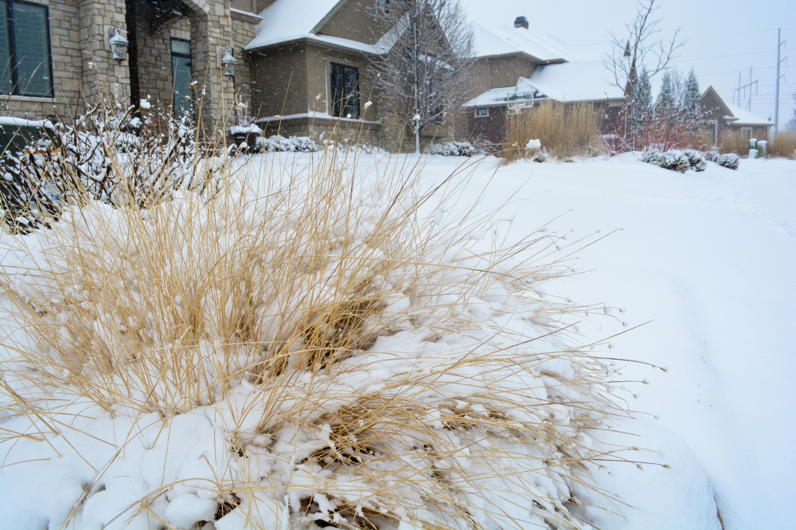 ornamental-grasses-in-winter-should-i-cut-them-back-or-leave-them